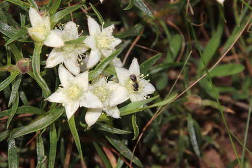 Image of Aizoon sarmentosum by (c) Tony Rebelo, some rights reserved (CC BY-SA)