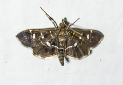 Diathrausta harlequinalis