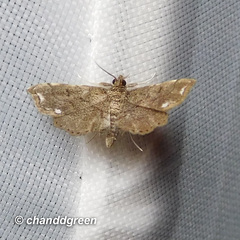 Neomusotima fuscolinealis