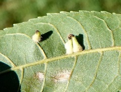 Caryomyia ansericollum