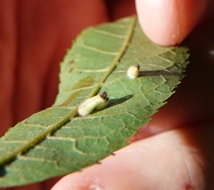 Caryomyia ansericollum