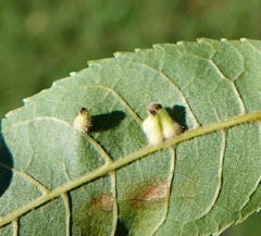 Caryomyia ansericollum