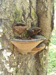 Phellinus populicola
