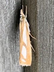 Catoptria latiradiellus