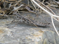 Bolivaria brachyptera