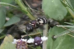 Triepeolus rufithorax