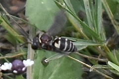 Triepeolus rufithorax