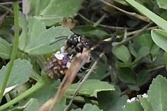 Triepeolus rufithorax