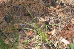 Carex echinata
