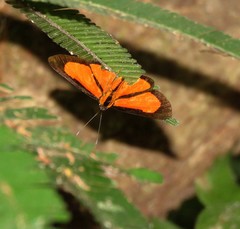 Panaropsis thyatira