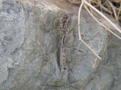 Bolivaria brachyptera