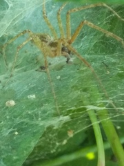 Allagelena gracilens