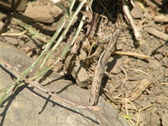 Bolivaria brachyptera