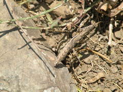 Bolivaria brachyptera