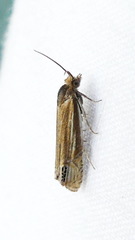 Eucosma verna