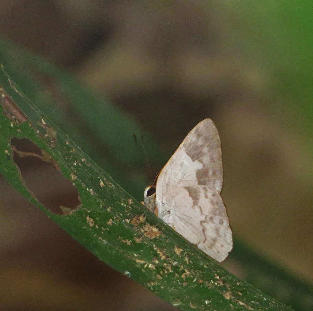 Euselasia euphaes