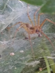 Allagelena gracilens