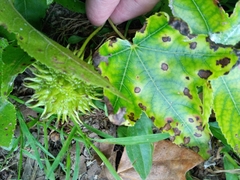 Cercospora liquidambaris