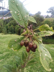 Iochroma fuchsioides