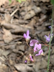 Hylodesmum glutinosum