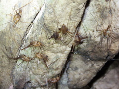 Euhadenoecus puteanus