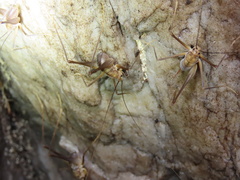 Euhadenoecus puteanus