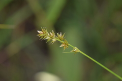 Carex echinata