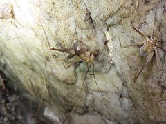 Euhadenoecus puteanus