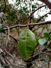 Azara petiolaris