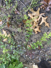 Aureolaria pedicularia