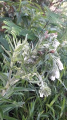 Lithospermum trinervium