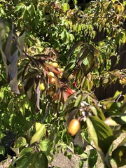 Prunus