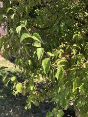 Prunus
