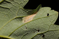 Phyllonorycter geniculella