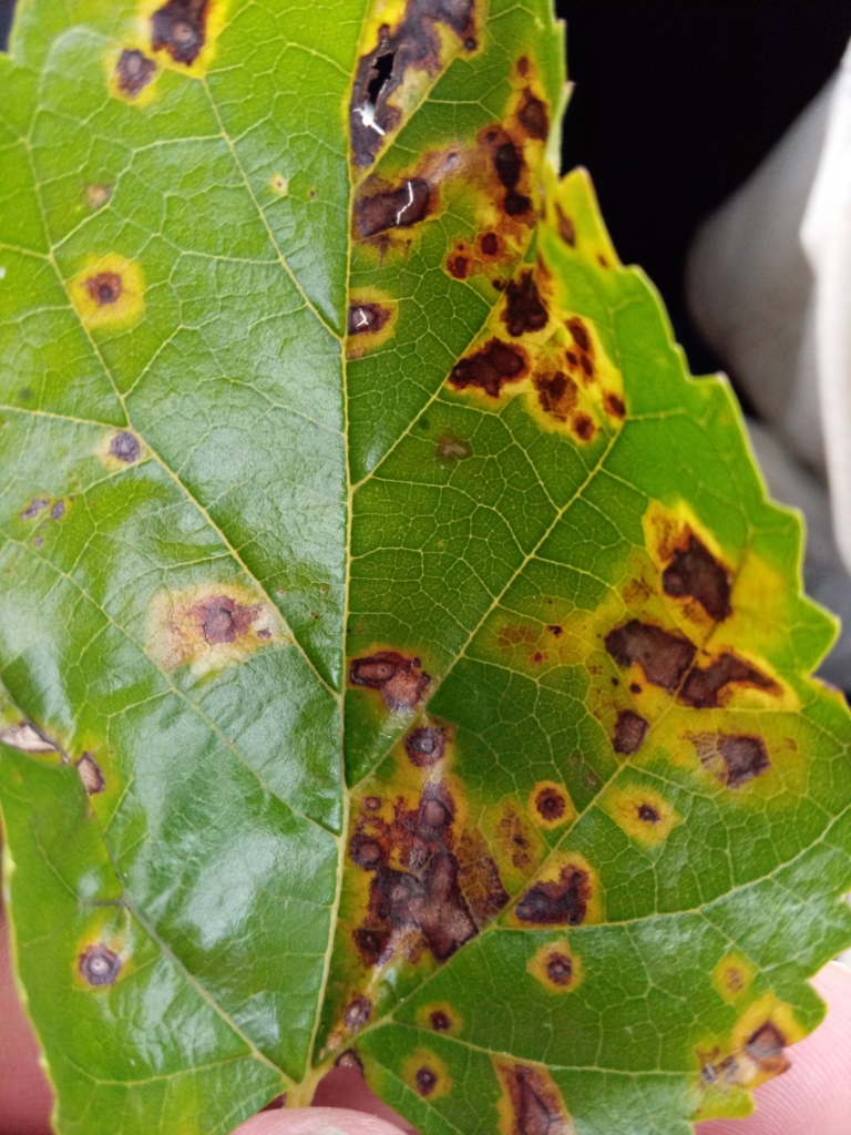 Mulberry Leaf Spot from Posey County, US-IN, US on August 18, 2020 at ...