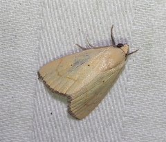 Marimatha quadrata