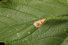 Phyllonorycter geniculella