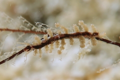 Eubranchus putnami