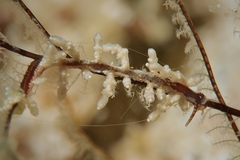 Eubranchus putnami