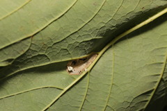 Phyllonorycter geniculella