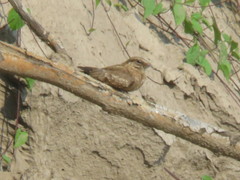 Hydropsalis climacocerca
