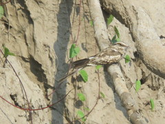 Hydropsalis climacocerca