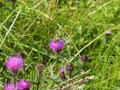 Bombus muscorum
