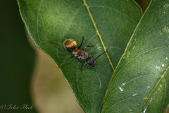 Camponotus pellarius