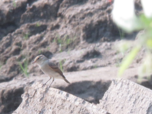 Little Ground Tyrant (Syrtidicola fluviatilis), photo 3