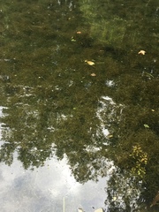 Potamogeton pusillus