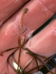 Potamogeton pusillus