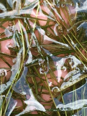 Potamogeton pusillus