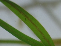 Potamogeton pusillus