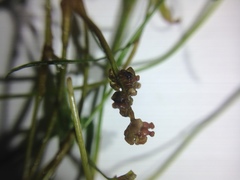 Potamogeton pusillus